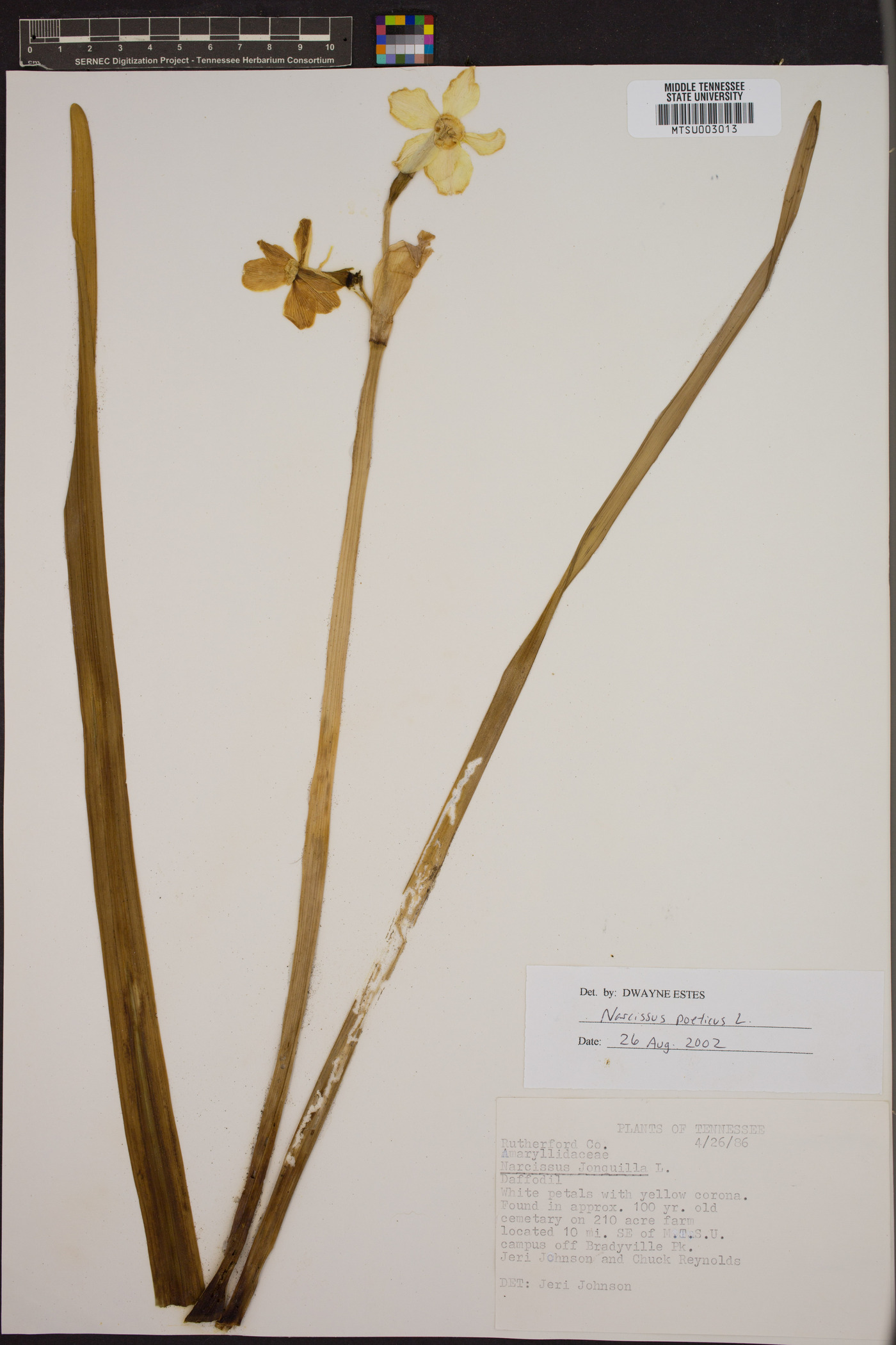 Narcissus poeticus image