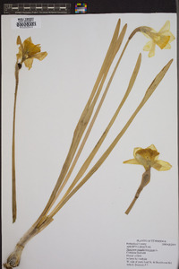 Narcissus pseudonarcissus image