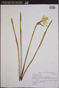 Narcissus pseudonarcissus image