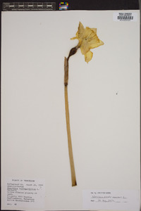 Narcissus pseudonarcissus image