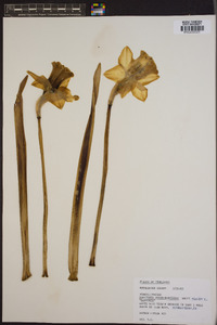 Narcissus pseudonarcissus image