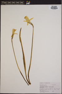 Narcissus pseudonarcissus image