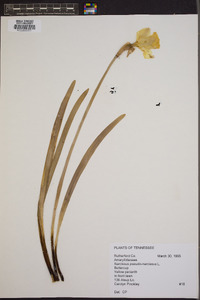 Narcissus pseudonarcissus image