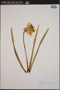 Narcissus pseudonarcissus image