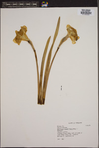 Narcissus pseudonarcissus image