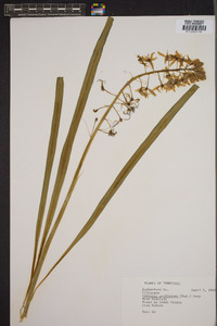 Camassia scilloides image