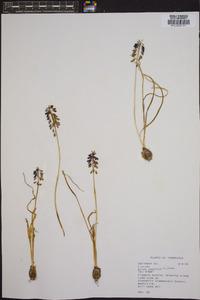 Muscari neglectum image