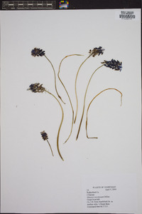 Muscari neglectum image