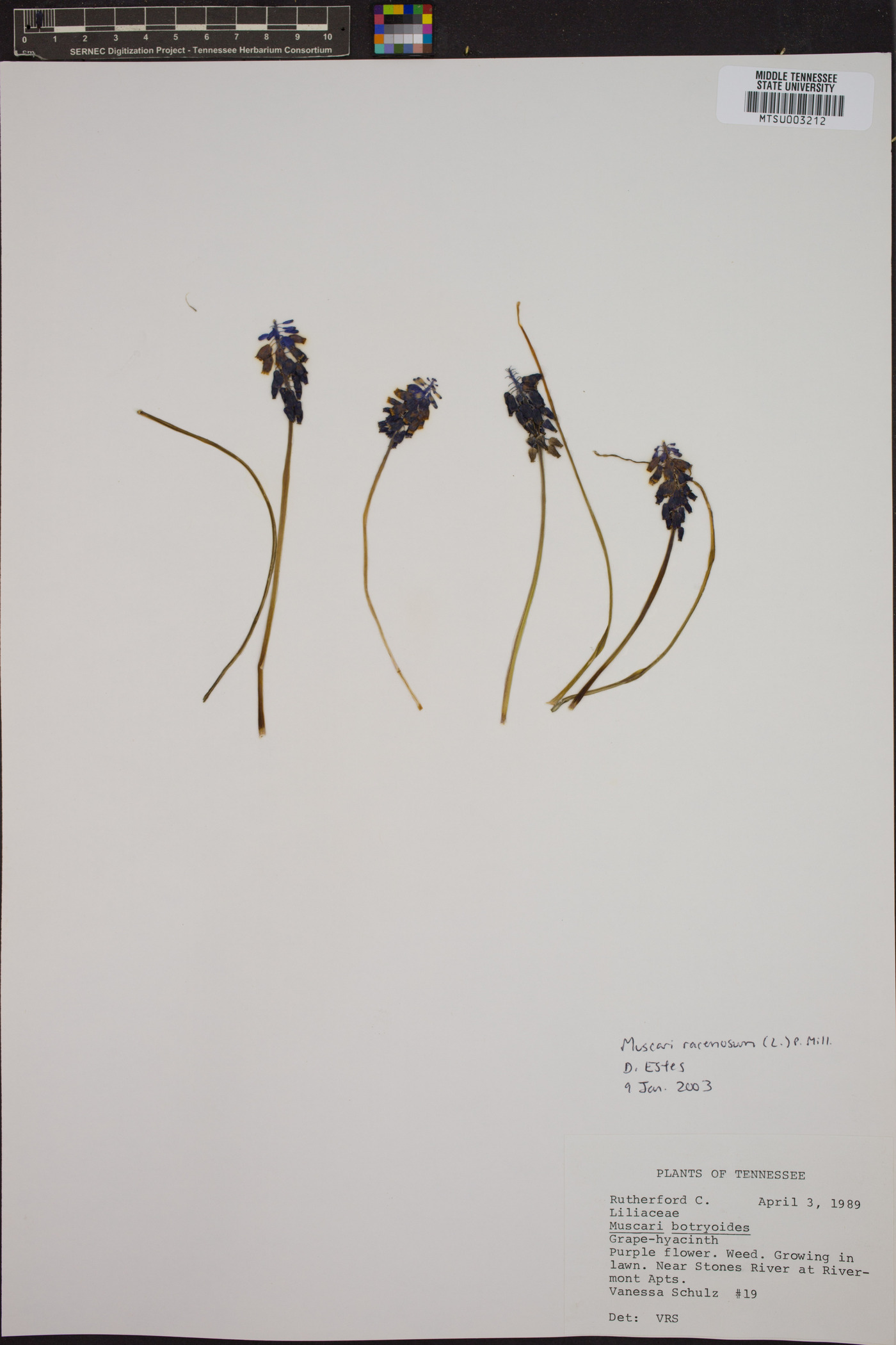 Muscari neglectum image