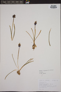 Muscari neglectum image