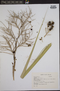 Sabal palmetto image