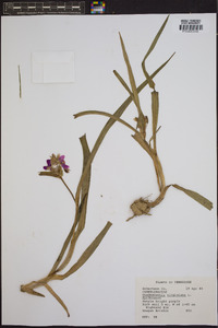 Tradescantia virginiana image