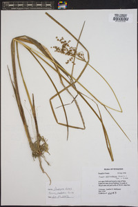 Juncus nodatus image