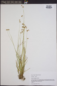 Juncus filipendulus image