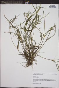 Juncus repens image