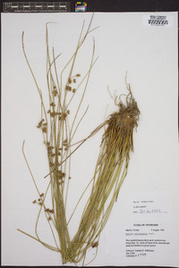 Juncus coriaceus image