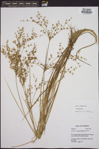 Juncus diffusissimus image