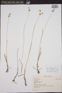 Juncus filipendulus image