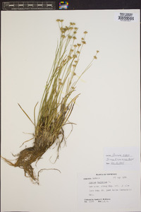 Juncus filipendulus image