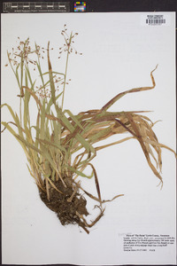 Luzula acuminata subsp. carolinae image