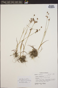 Luzula campestris var. bulbosa image