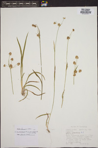 Luzula campestris var. echinata image