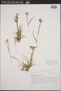 Luzula campestris var. multiflora image