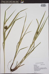 Carex grayi image