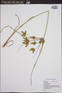 Cyperus flavescens image