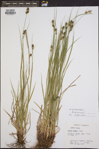 Carex bushii image