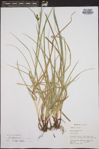 Carex bushii image