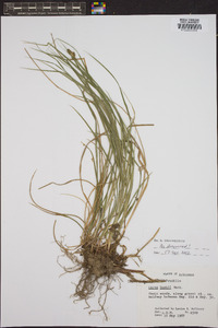 Carex bushii image