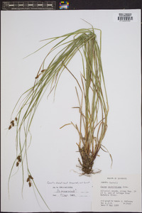 Carex caroliniana image