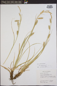 Carex cherokeensis image