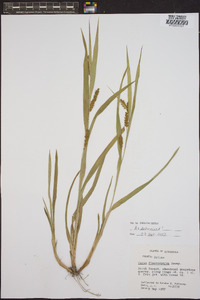 Carex flaccosperma image