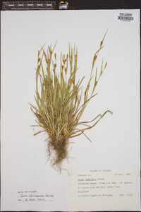 Carex flaccosperma image