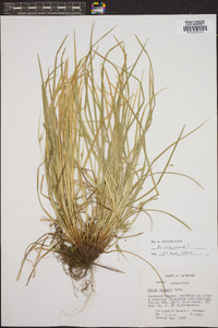 Carex jamesii image