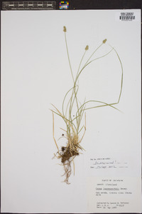 Carex leavenworthii image