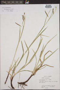 Carex oxylepis image