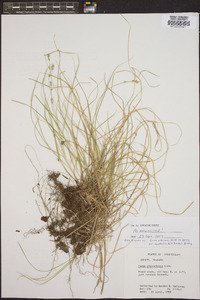 Carex albicans var. australis image