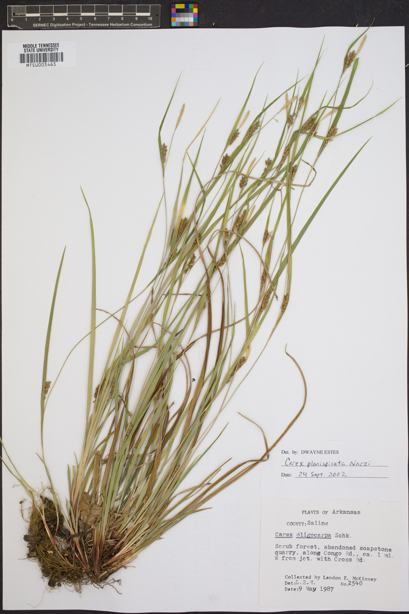 Carex planispicata image