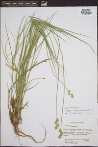 Carex reniformis image