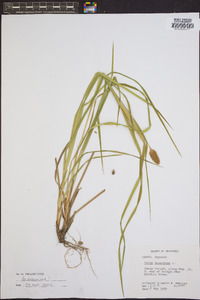 Carex squarrosa image