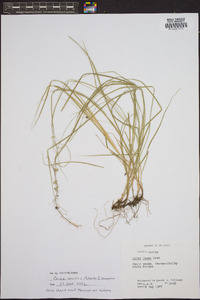 Carex squarrosa image