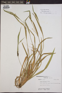 Carex striatula image