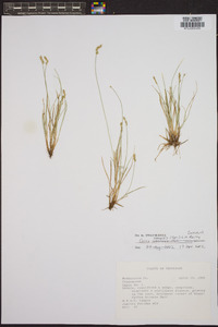 Carex texensis image