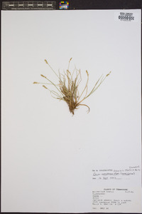 Carex texensis image