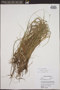 Carex umbellata image