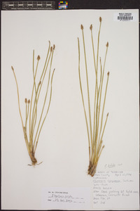 Eleocharis bifida image