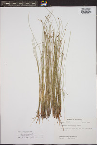 Eleocharis erythropoda image